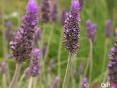 outdoor-pornos pornhub-pornos lesben-pornos behaarte-pornos fingern, lesben oralsex, geile lesben, küssen, behaarte lesben, outdoor lesben sex