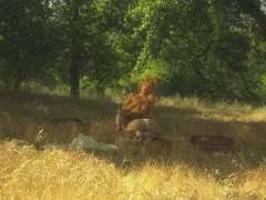 outdoor-pornos lesben-pornos naturtitten-pornos fingern, lesben oralsex, dessous, geile lesben, ausziehen, outdoor lesben sex